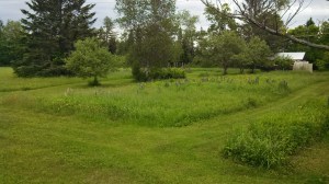 IMG_20130616_112537_940