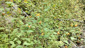 IMG_20150831_101311_038