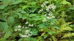 IMG_20150831_101646_280