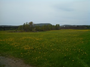 IMG_20150525_120307_557